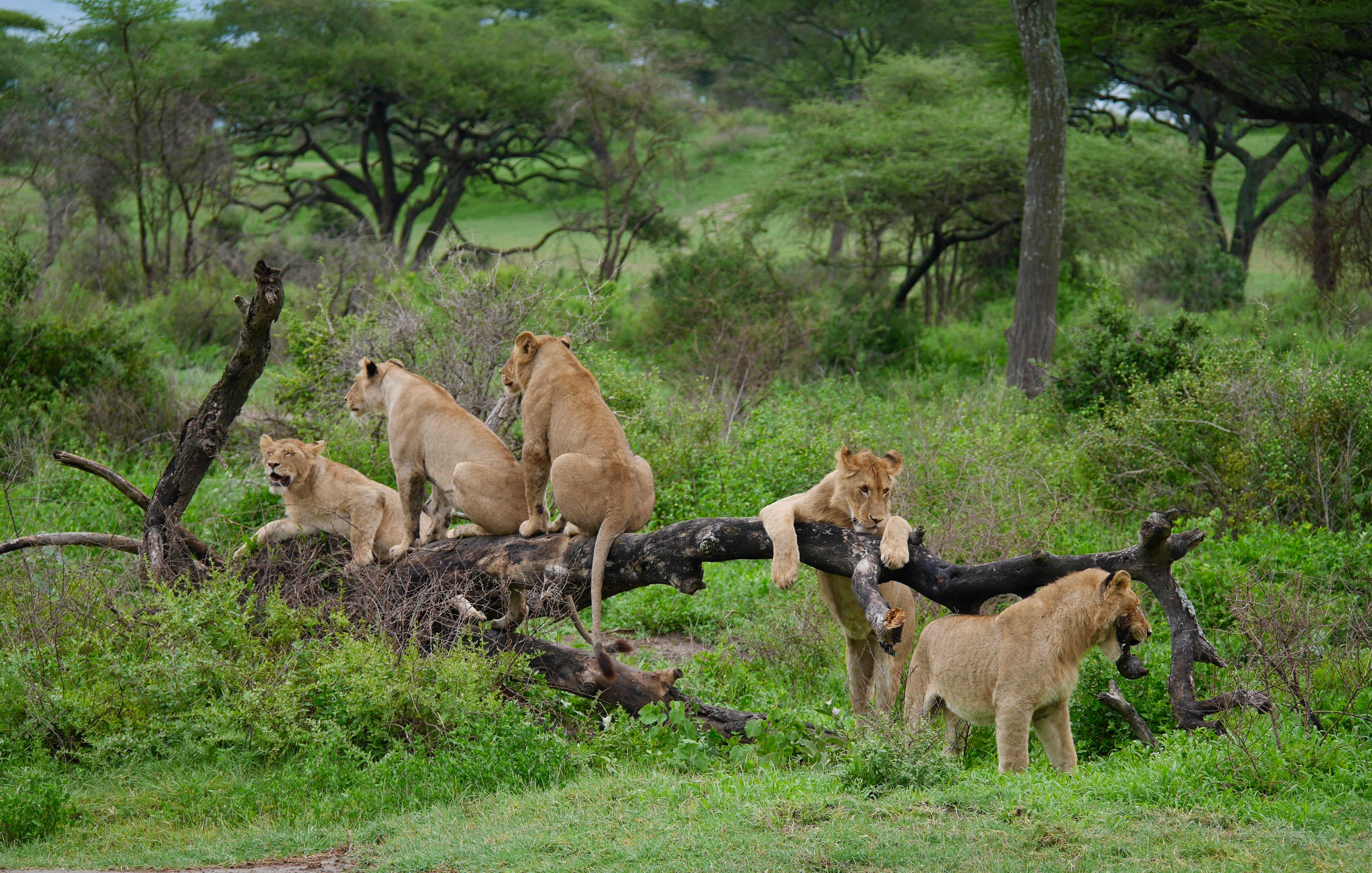 8-day-safari
