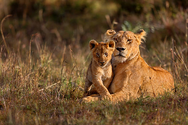 Safari wildlife