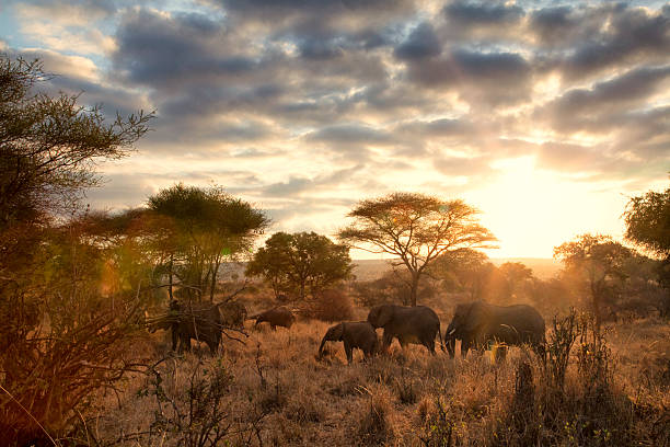 Wildlife Safaris