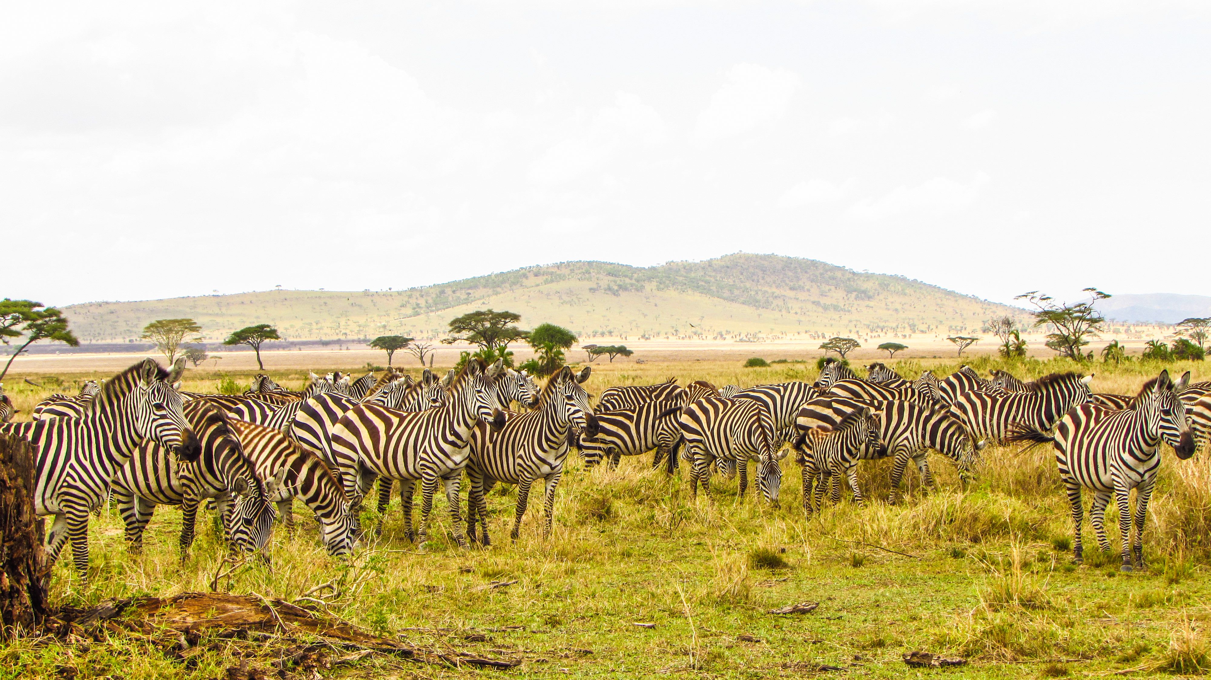 Wildlife Safaris